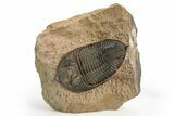 Excellent Zlichovaspis Trilobite - Lghaft, Morocco #310516-1